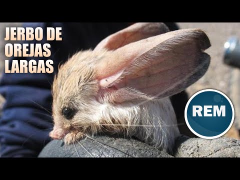El Jerbo de orejas largas: Orígenes y características de esta rara especie